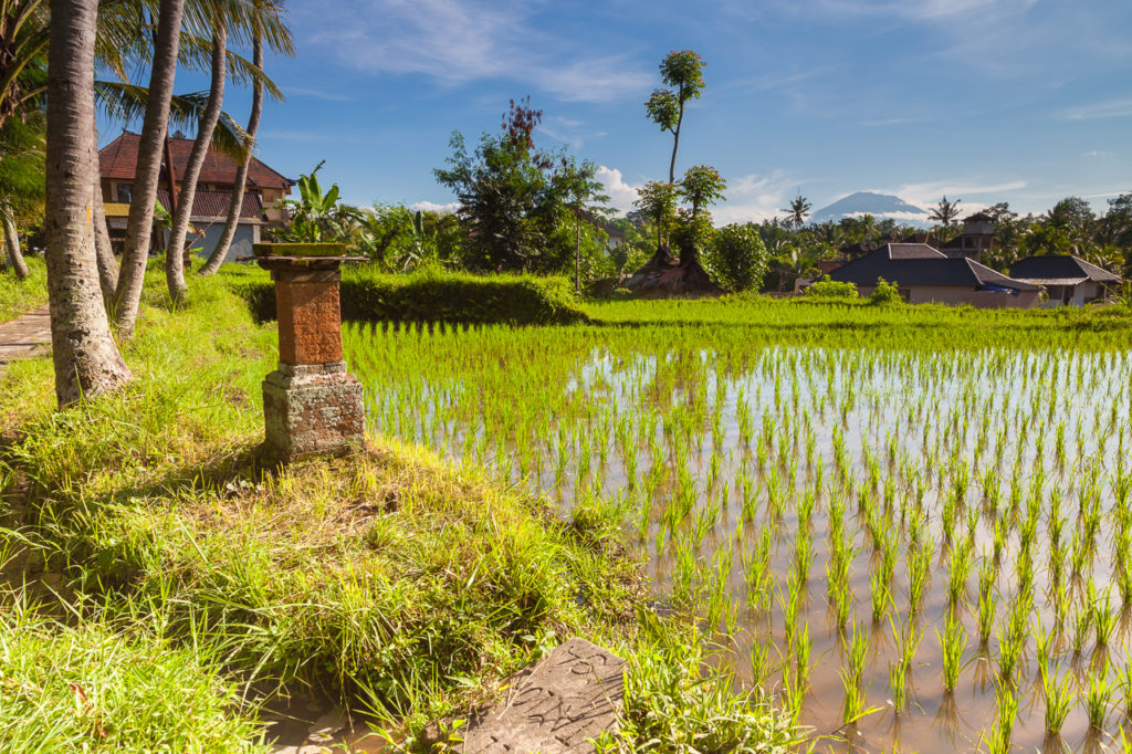 A rice field in Ubud with a volcano peak in the distance, Bali, Indonesia