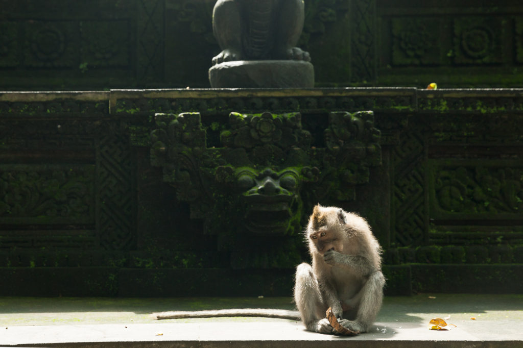 A Balinese long-tailed monkey at a temple, Ubud