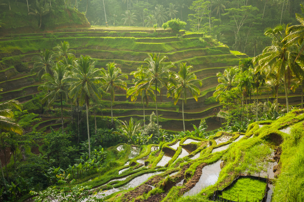 Rice terraces in a morning light, Tegallalang, Ubud, Bali, Indonesia