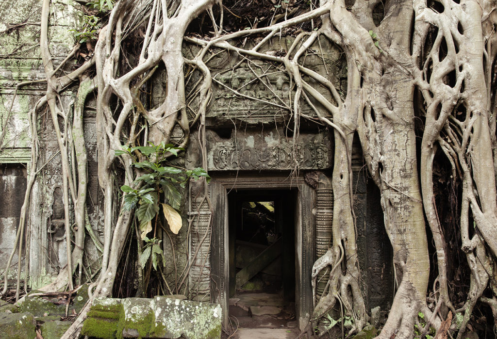 The tree roots growing out of the Ta Prohm ruins