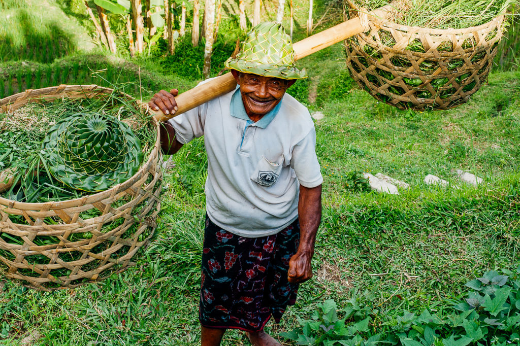 The Balinese field worker, Ubud, Bali, Indonesia