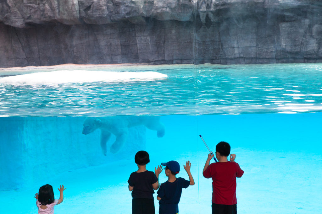 Kids watching a polar bear at the Singapore Zoo, Singapore